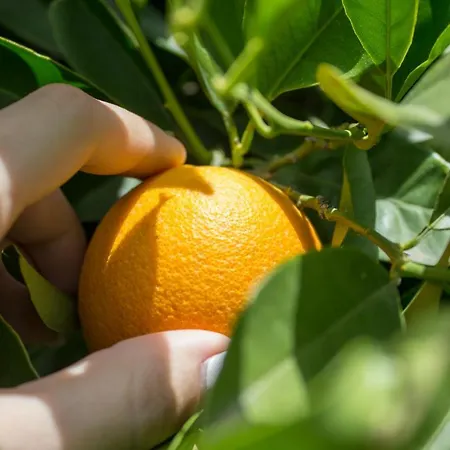 Heliopetra 别墅 Koskinou (Rhodes)