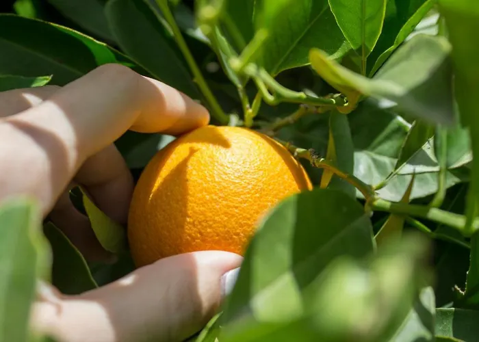 Heliopetra Villa Koskinou (Rhodes)