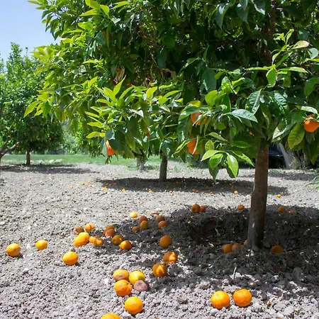 Heliopetra