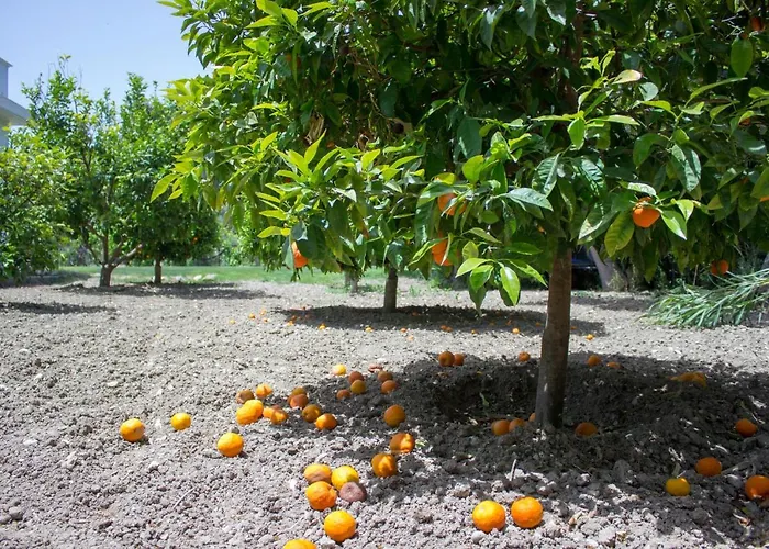 Heliopetra